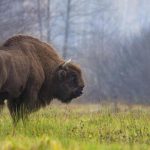 Ажурирана Црвена листа IUCN-а: популација европских бизона опоравила се са ивице изумирања; изумрла 31 врста биљака и животиња